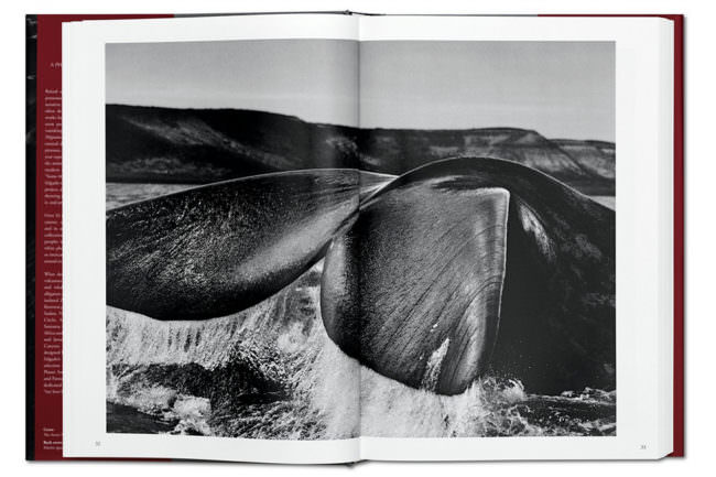 Abbildung einer Walflosse in einem aufgeschlagenen Buch