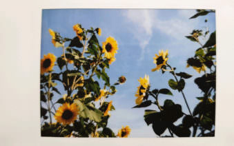 Sonnenblumen unter blauem Himmel