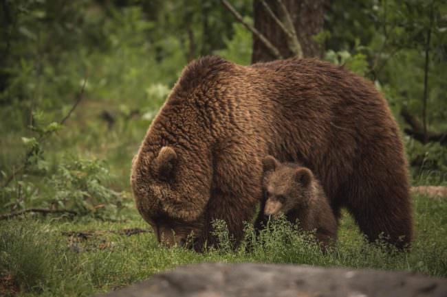 Bärenjunges mit Mutter