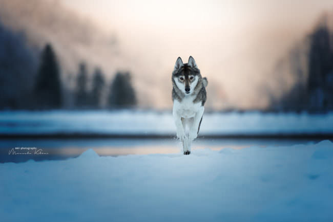 Hund rennt im Schnee