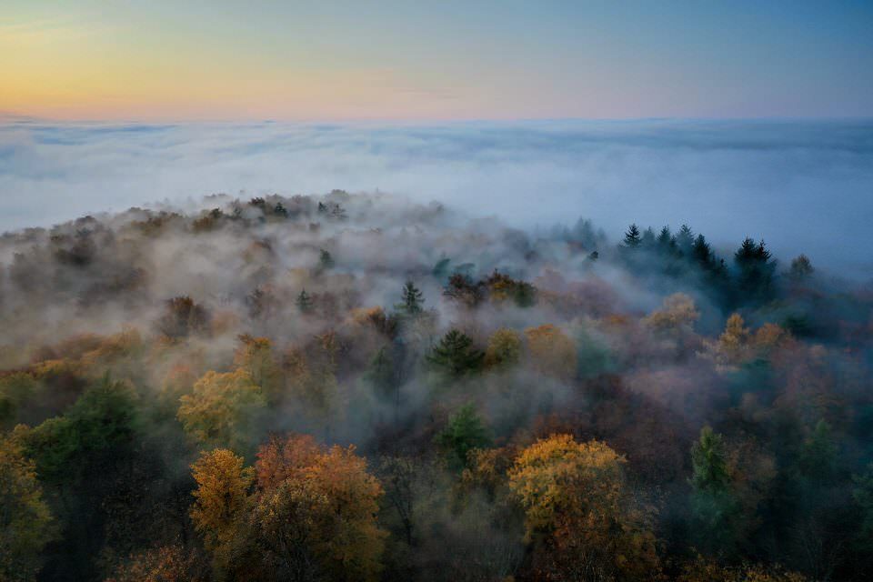 Nebel über einem Wald
