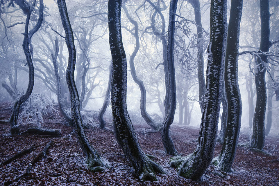 Wald im Frost