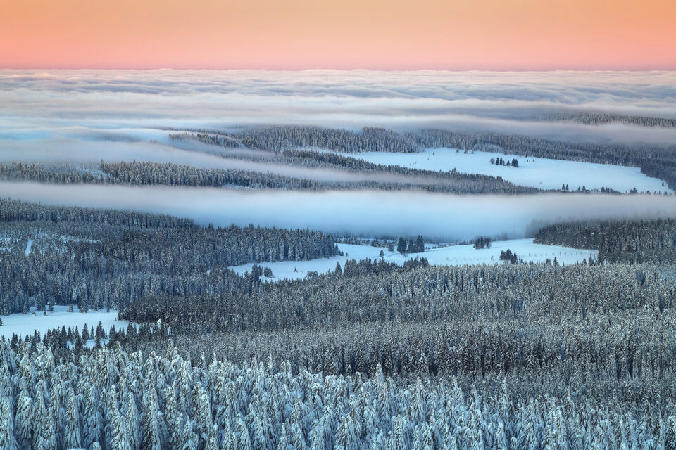 Nebel über einem Wald im Winter