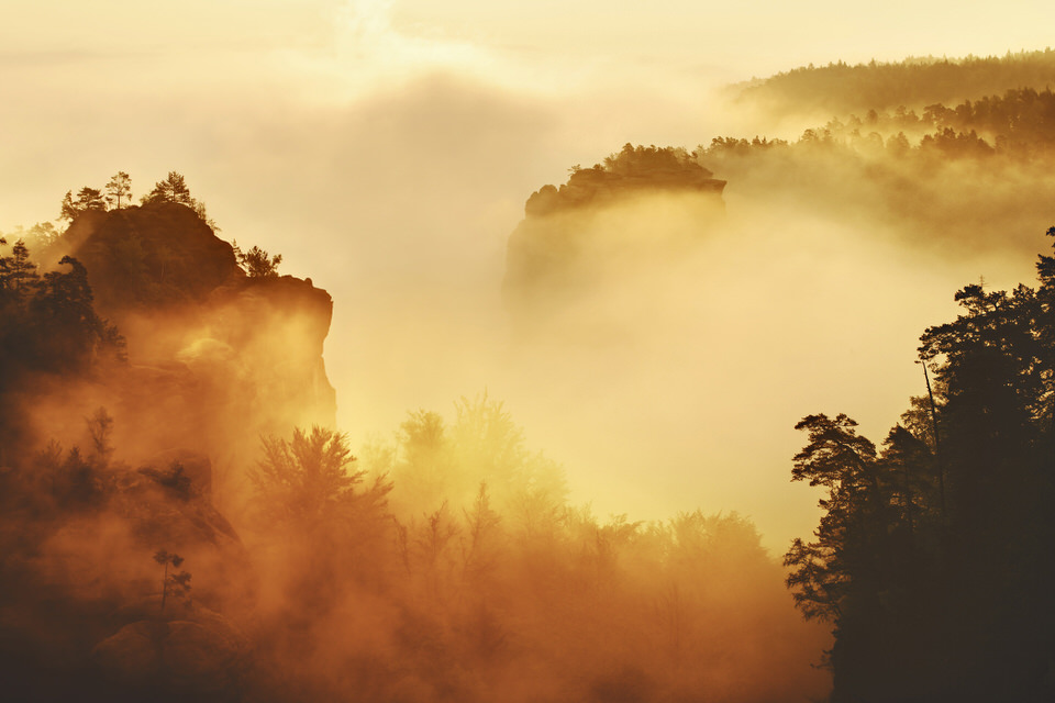Nebelwald mit goldenem Licht