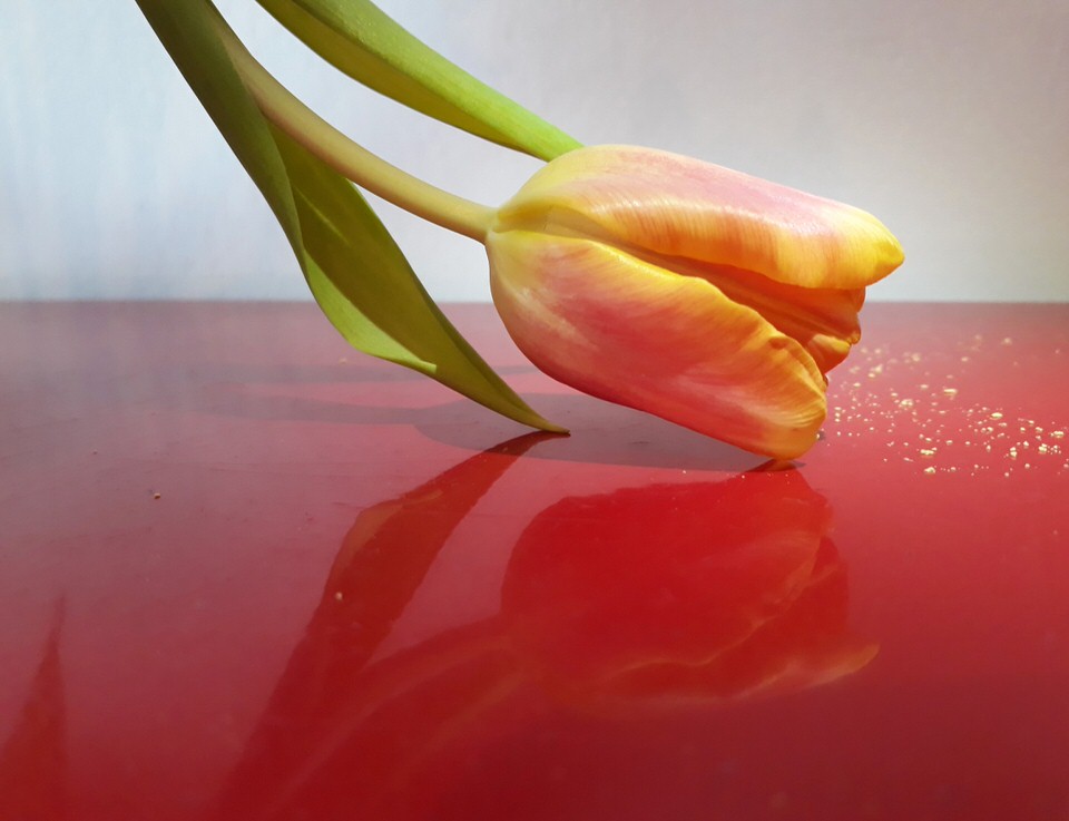 Tulpe auf rot