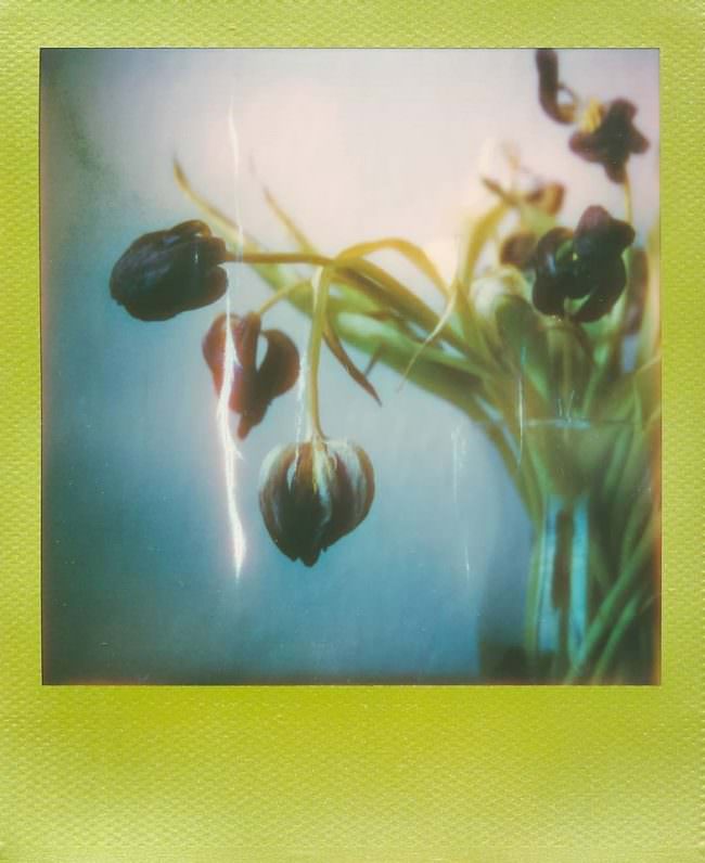 Polaroid mit Tulpenstrauß