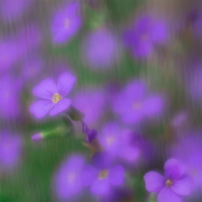 Violette Blumen verschwommen aufgenommen