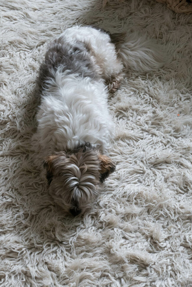 Hund auf einem Teppich liegend, der die selbe Fellfarbe hat