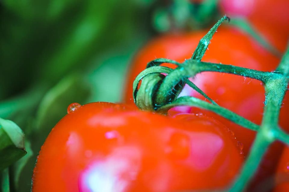 Nahaufnahme von Tomaten