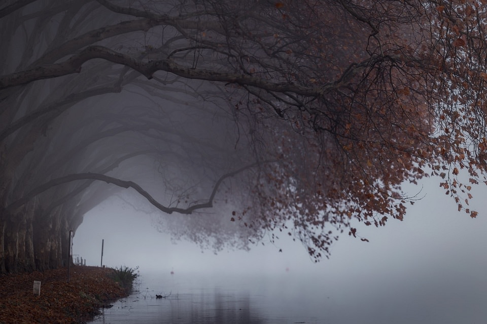 Bäume im Nebel am Wasser