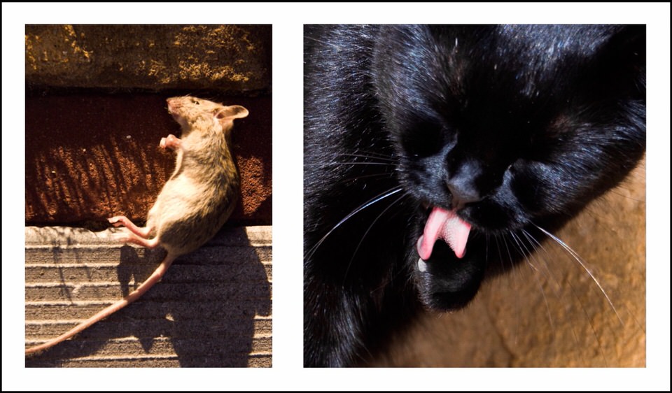 Ditychon: tote Maus und sich leckende Katze