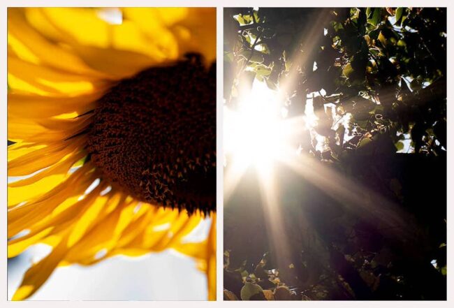 Sonnenblume und Sonne