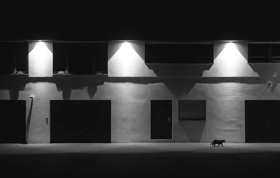 Katze läuft vor nachts beleuchteter Hausfassade