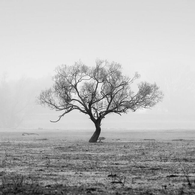 Einsamer Baum im Nebel