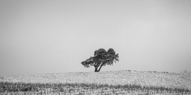 Baum auf einem schneebedeckten Feld