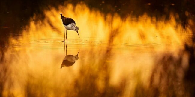 Vogel steht in goldenem Licht in einem Gewässer
