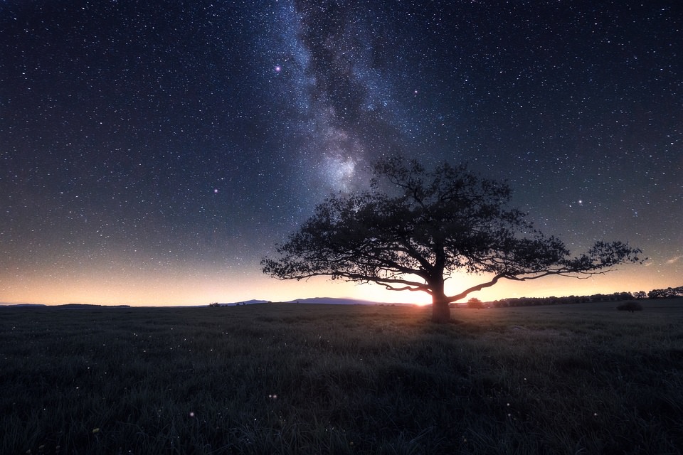 Milchstraße über einem einsamen Baum