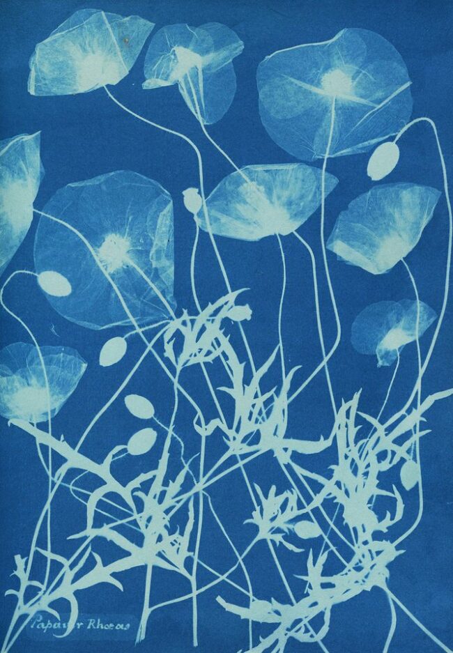 Cyanotypie-Fotogramm von Klatschmohn