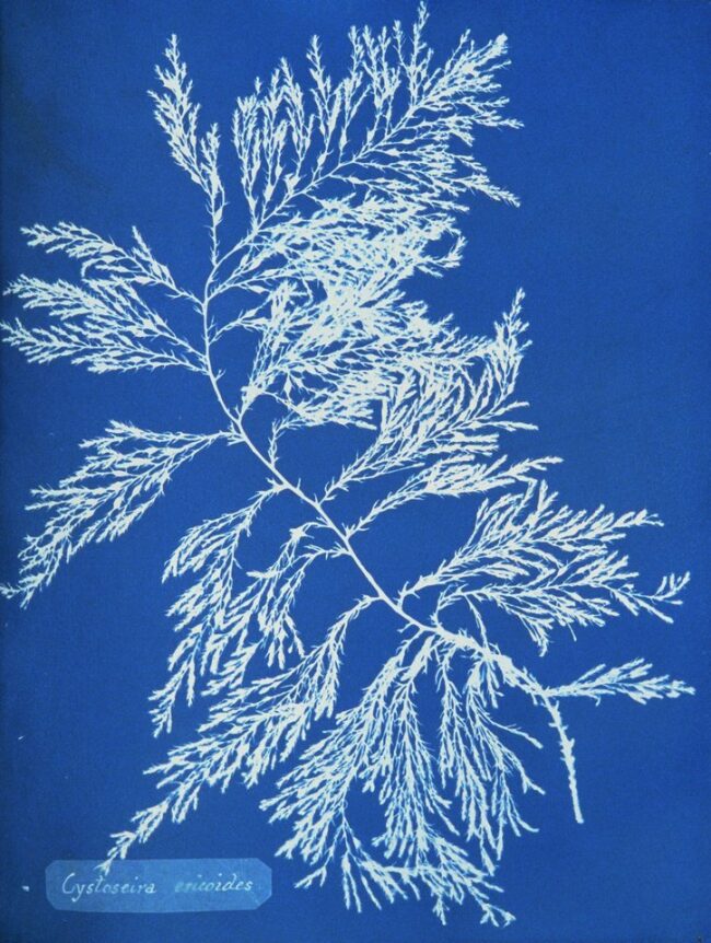 Cyanotypie-Fotogramm einer Alge