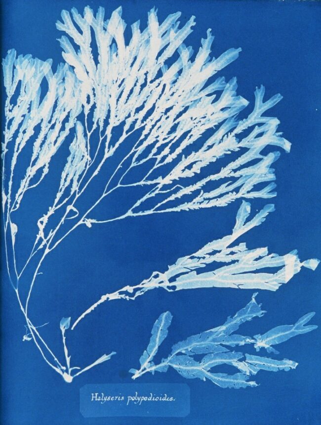 Cyanotypie-Fotogramm einer Alge