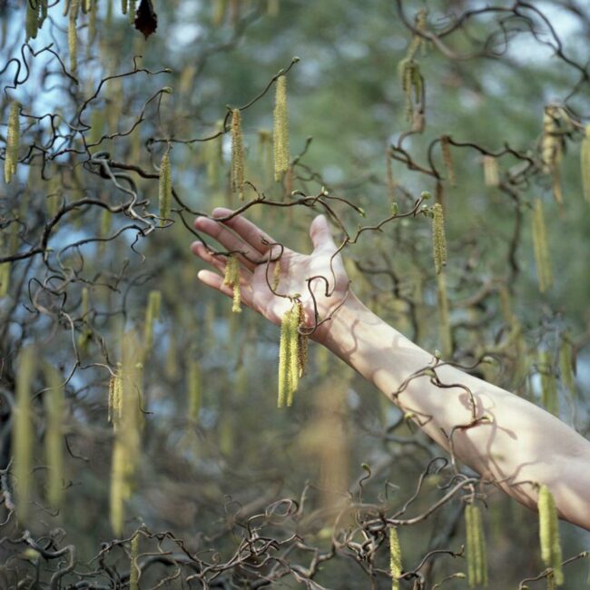 Eine Hand greift nach Blüten einer Birke