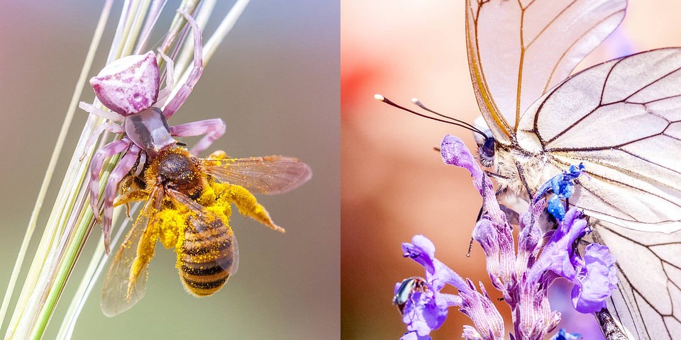 Diptychon Spinne mit Biene und Schmetterling