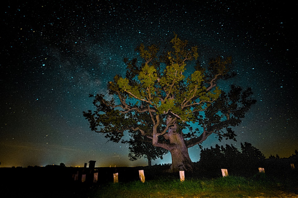 angestrahlter Baum nachts
