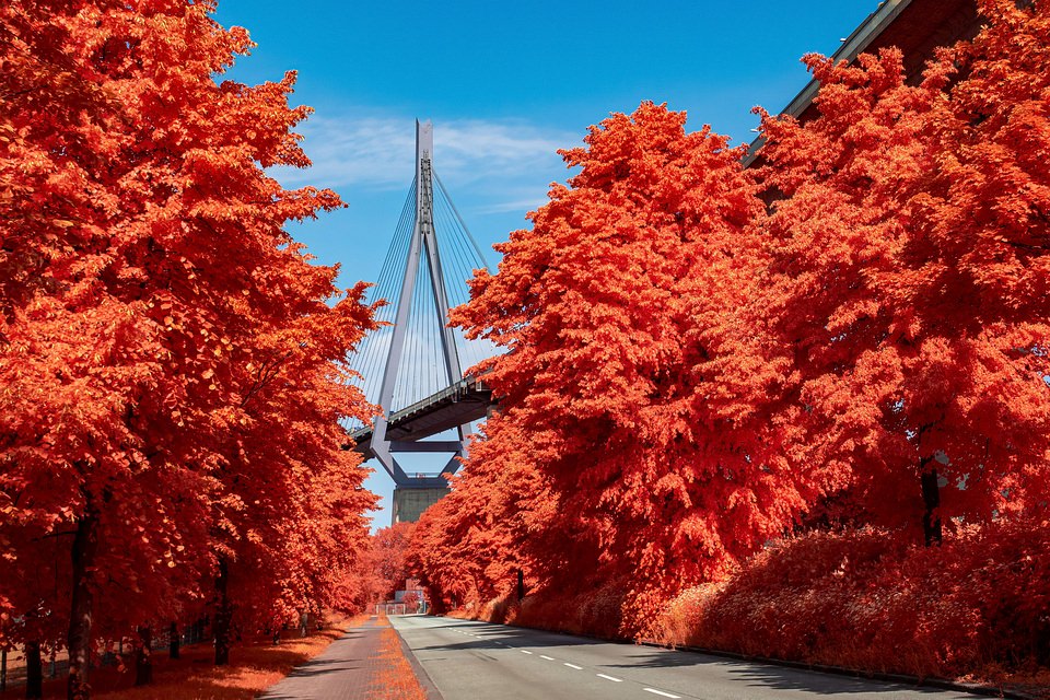 Brücke und rote Bäume