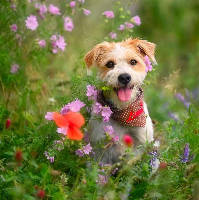 Hundeportrait in Blumen