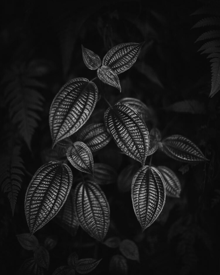 Blätter in schwarzweiß