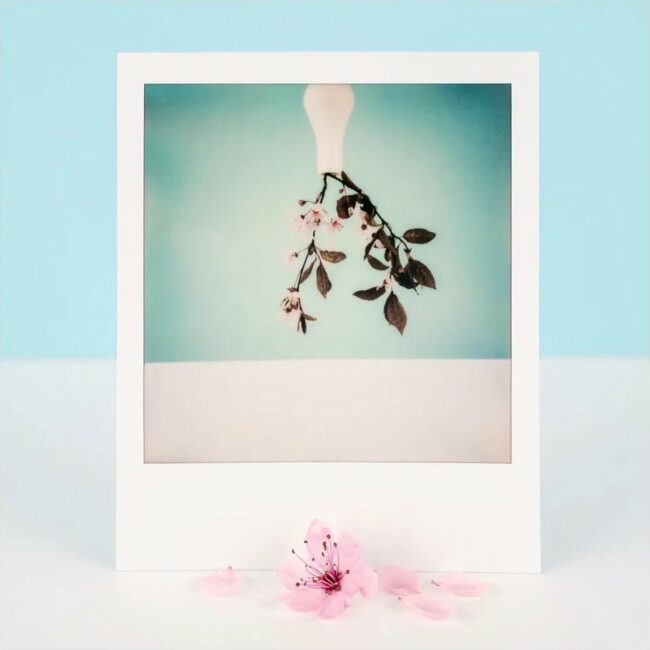 Polaroid einer kopfstehenden Vase, davor eine Blüte