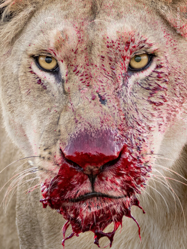 Blutverschmierte Löwin