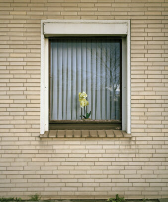 Fenster mit Blume