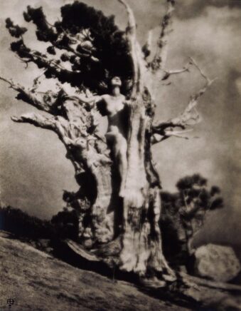 weiblicher Akt mit altem Baum