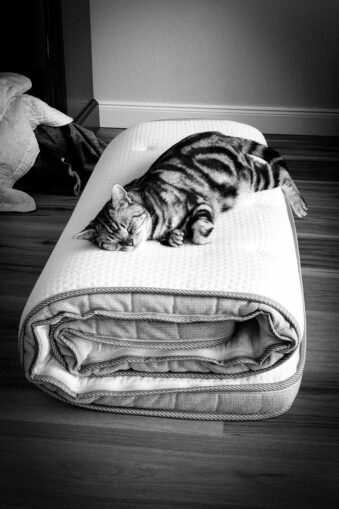 Katze auf einer zusammengerollten Matratze