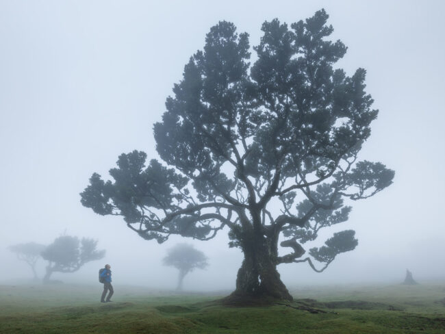 Mensch vor einem Baum im Nebel