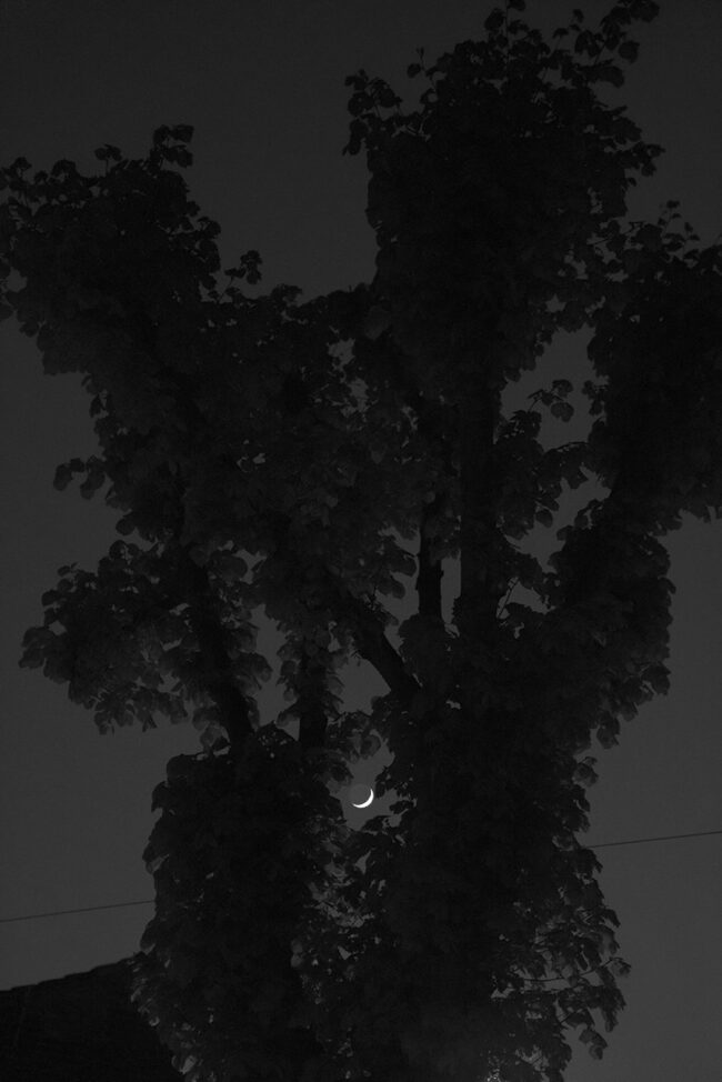Mond zwischen Bäumen