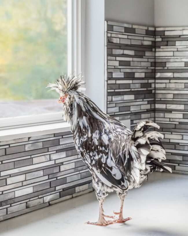 Huhn schaut aus einem Fenster