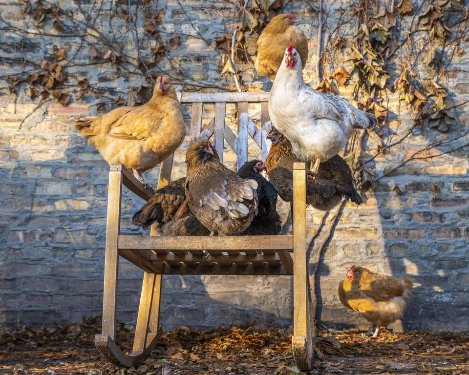 Drei Hühner auf einer Gartenbank