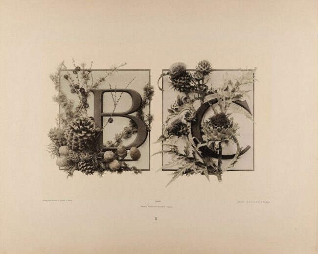 Buchstaben B und C mit Verzierungen aus Pflanzen