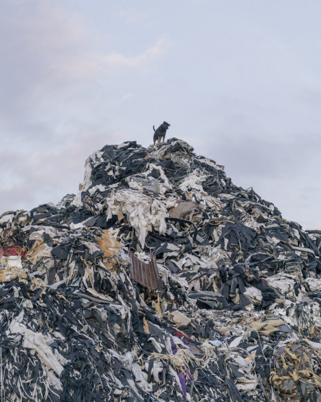 Hund auf einem Müllberg