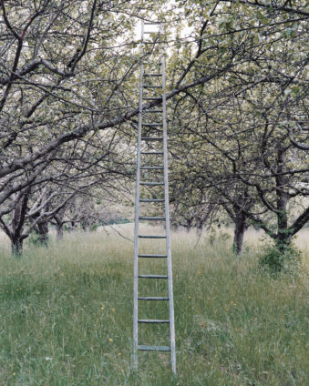 Leiter an einem Baum