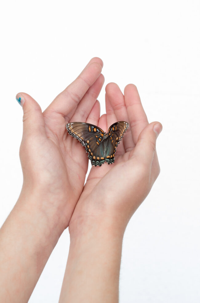 Schmetterling in Kinderhänden