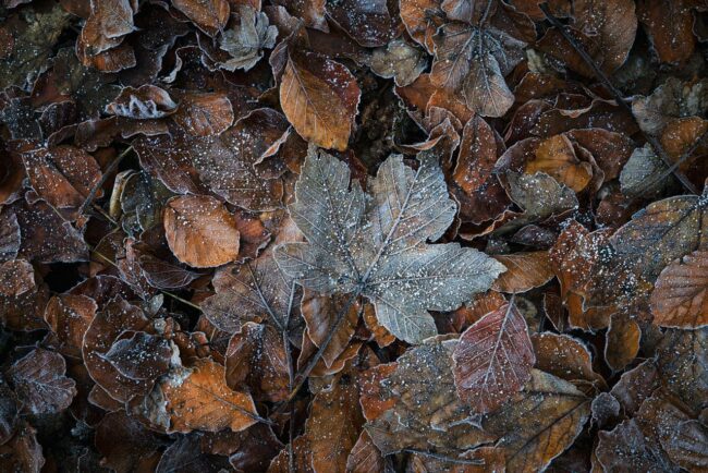 Frostige Blätter