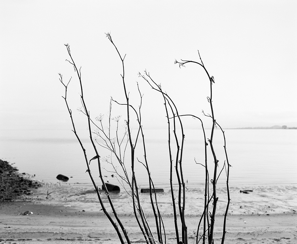 Zweige vor einem Meer
