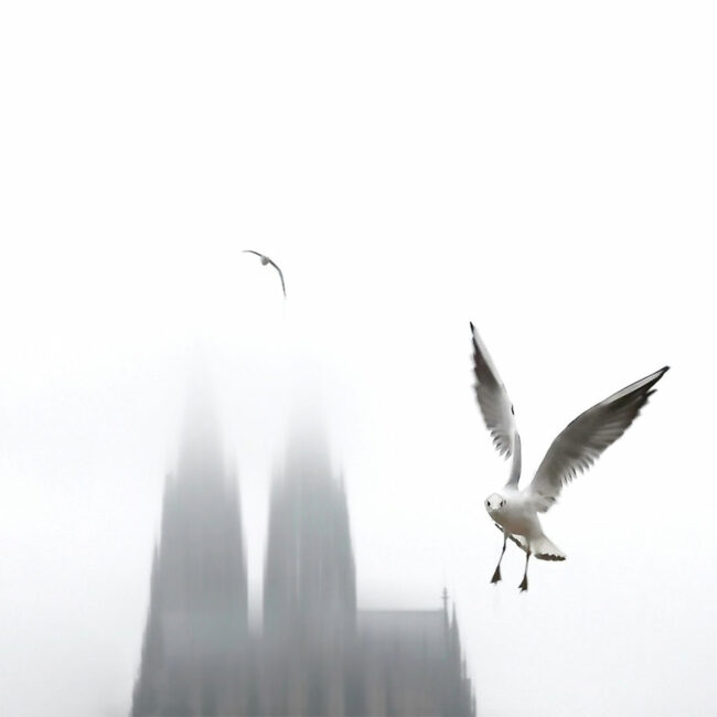 Kölner Dom im Nebel mit Möwe im Vordergrund