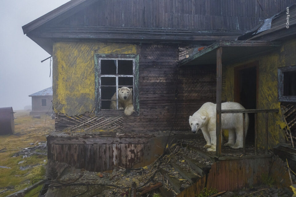 Zwei Eisbären in an einem verlassenen Haus