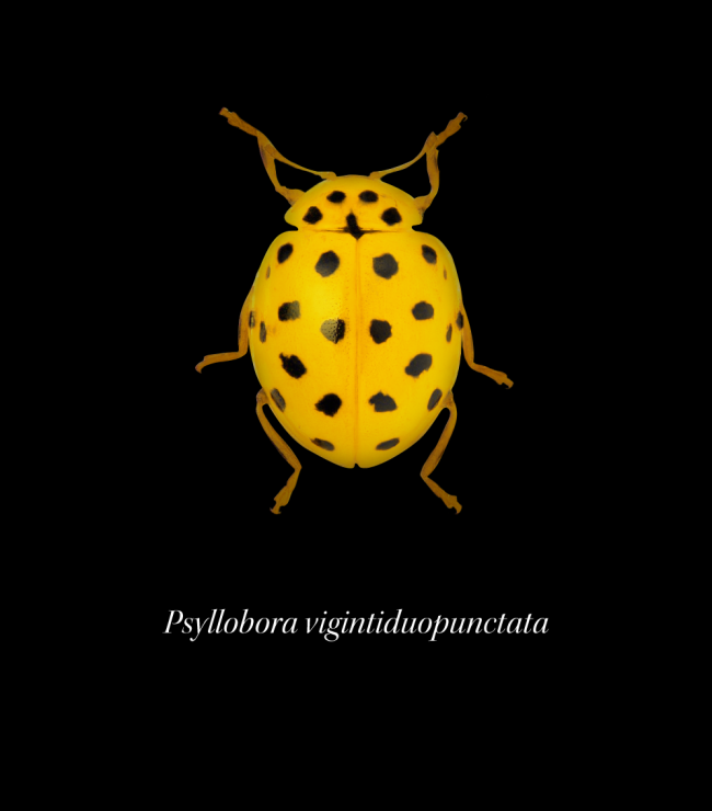 gelber Käfer