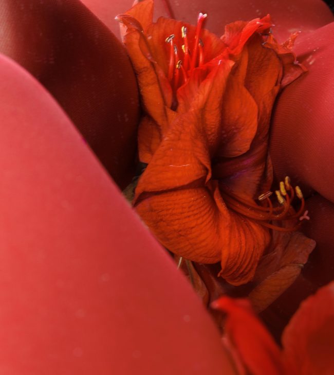 Rote Blume und ein Schoss