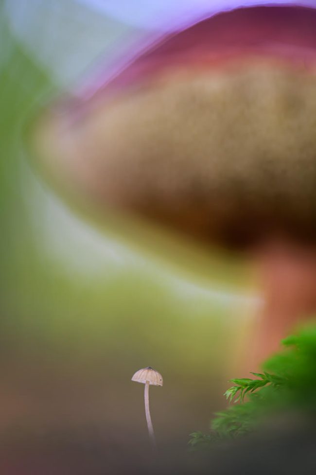 kleiner Pilz vor einem großen Pilz